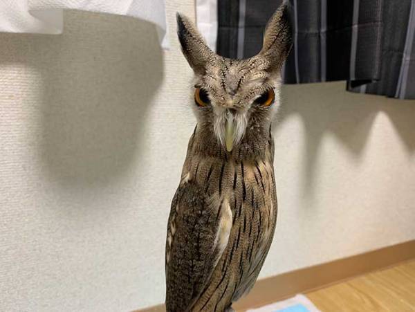 飼い主に気付いたフクロウ　その『ギャップ』に６万人が吹き出す
