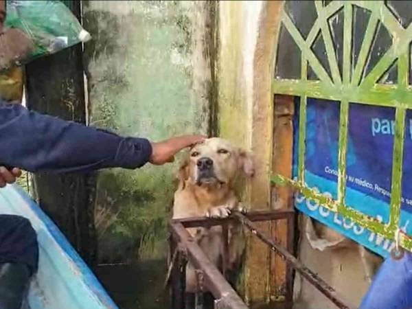 洪水現場から救出された犬が助けてくれた海兵隊員に恩返し　その驚きの内容とは？