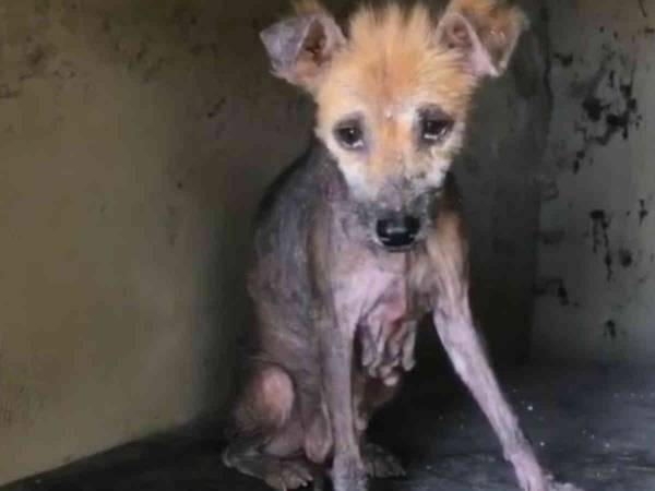 本当に同じ犬？　全身の毛がなかった野良犬　数か月後の姿にびっくり