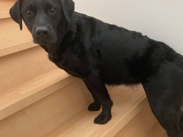 愛犬のおでこを見てみると？　家族を助ける『システム』に２５万人が絶賛