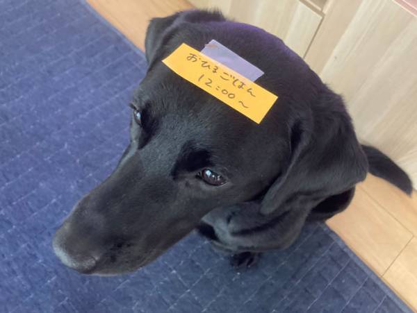 愛犬のおでこを見てみると？　家族を助ける『システム』に２５万人が絶賛