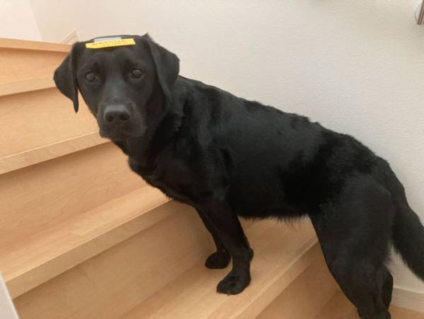 愛犬のおでこを見てみると？　家族を助ける『システム』に２５万人が絶賛