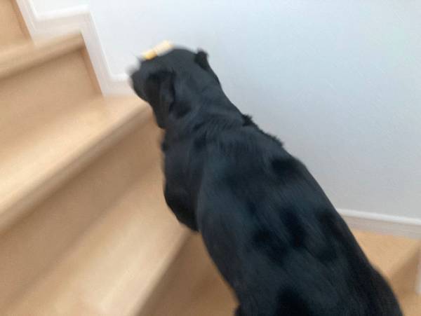 愛犬のおでこを見てみると？　家族を助ける『システム』に２５万人が絶賛