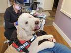 歯の治療中に患者の体の上に乗っている犬　その理由がうらやましい！