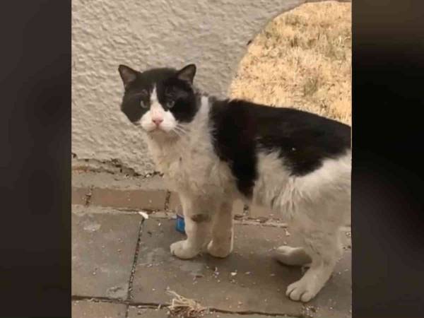 置き去りにされた猫　戻ってこない家族を何週間も待ち続けた結果…？