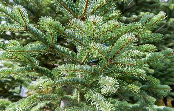 IKEAで『本物のモミの木』を買ってみた　店で気付いた『痛恨のミス』って？　「意外と…」