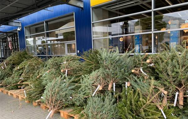 IKEAで『本物のモミの木』を買ってみた　店で気付いた『痛恨のミス』って？　「意外と…」