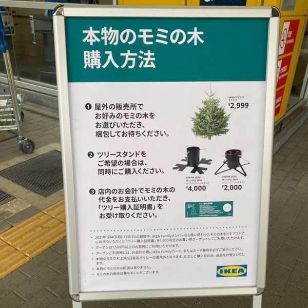 IKEAで『本物のモミの木』を買ってみた　店で気付いた『痛恨のミス』って？　「意外と…」