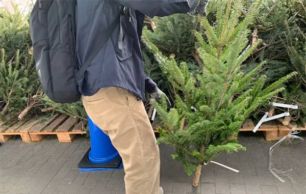 IKEAで『本物のモミの木』を買ってみた　店で気付いた『痛恨のミス』って？　「意外と…」