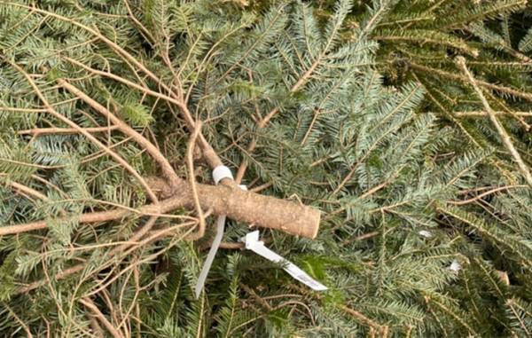 IKEAで『本物のモミの木』を買ってみた　店で気付いた『痛恨のミス』って？　「意外と…」