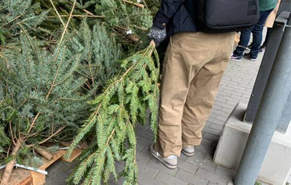 IKEAで『本物のモミの木』を買ってみた　店で気付いた『痛恨のミス』って？　「意外と…」