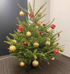 IKEAで『本物のモミの木』を買ってみた　店で気付いた『痛恨のミス』って？　「意外と…」