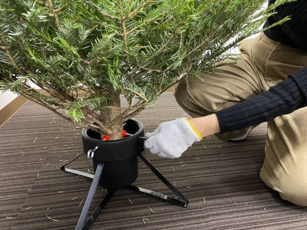 IKEAで『本物のモミの木』を買ってみた　店で気付いた『痛恨のミス』って？　「意外と…」