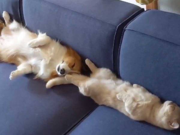 ４人がけのソファにいたのは…？　飼い主が見た『光景』に、２０万人が吹き出す