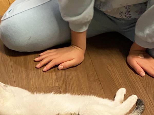 元野良猫が新しい家に来た、初日の姿をご覧ください　「これは大物」「最高の１枚」