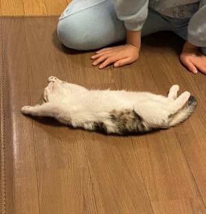 元野良猫が新しい家に来た、初日の姿をご覧ください　「これは大物」「最高の１枚」