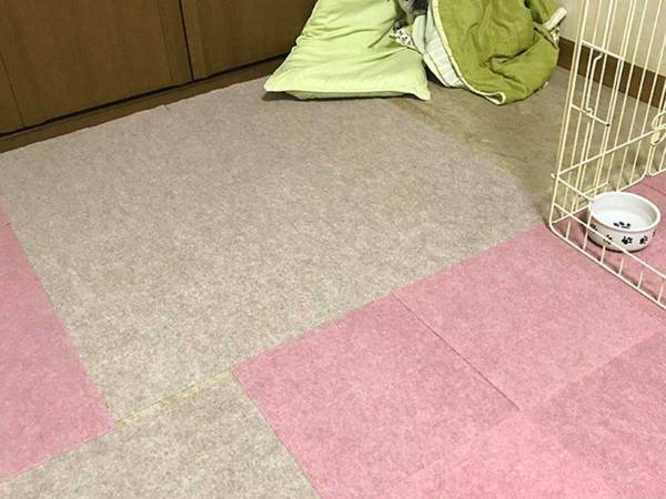 爪切りにショックを受けた犬　続く行動に「笑った」「正直すぎる」