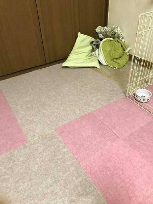 爪切りにショックを受けた犬　続く行動に「笑った」「正直すぎる」