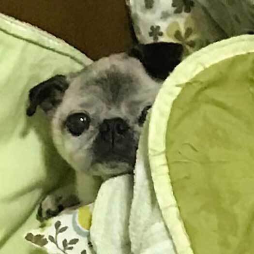 爪切りにショックを受けた犬　続く行動に「笑った」「正直すぎる」