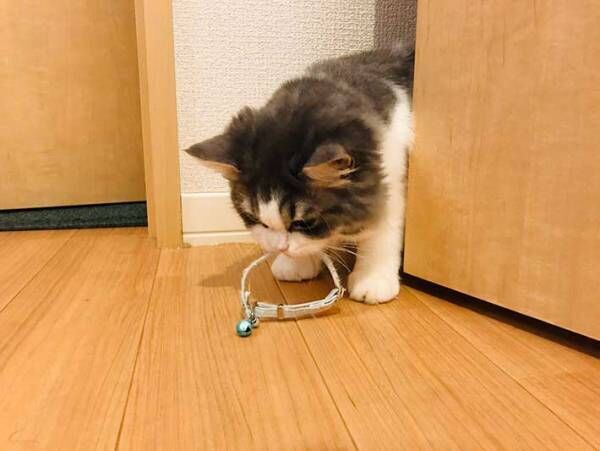 首輪を替えたら…？　猫が見せた反応に「泣いた」「１枚目がたまらん」