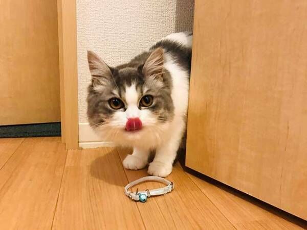 首輪を替えたら…？　猫が見せた反応に「泣いた」「１枚目がたまらん」