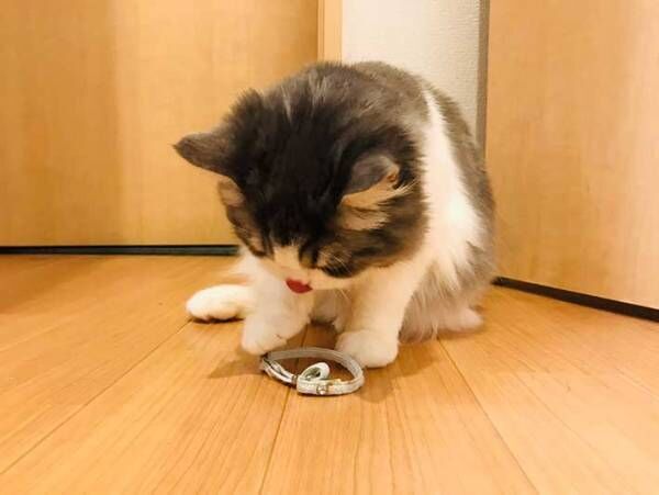 首輪を替えたら…？　猫が見せた反応に「泣いた」「１枚目がたまらん」