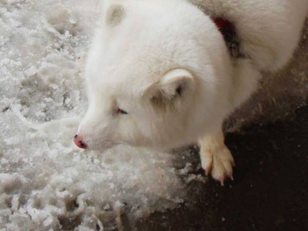 「マシュマロに脚が…」　１３万人の度肝を抜いた、４枚がコチラ