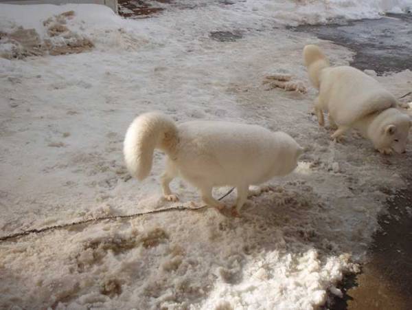 「マシュマロに脚が…」　１３万人の度肝を抜いた、４枚がコチラ