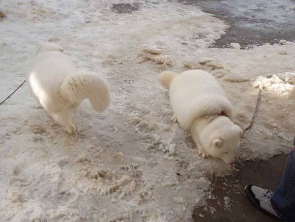 「マシュマロに脚が…」　１３万人の度肝を抜いた、４枚がコチラ