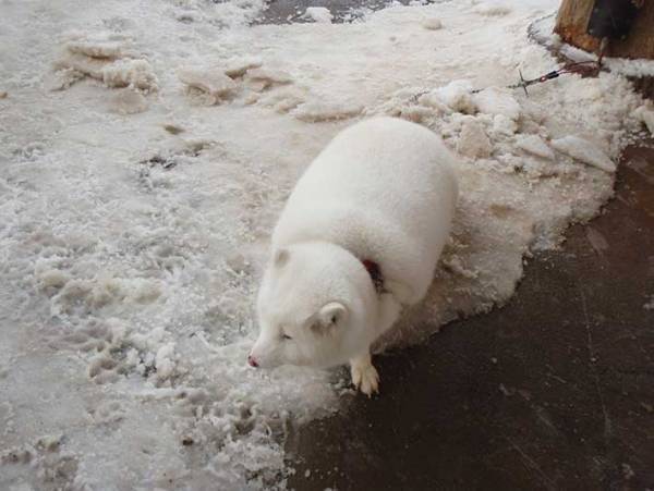 「マシュマロに脚が…」　１３万人の度肝を抜いた、４枚がコチラ