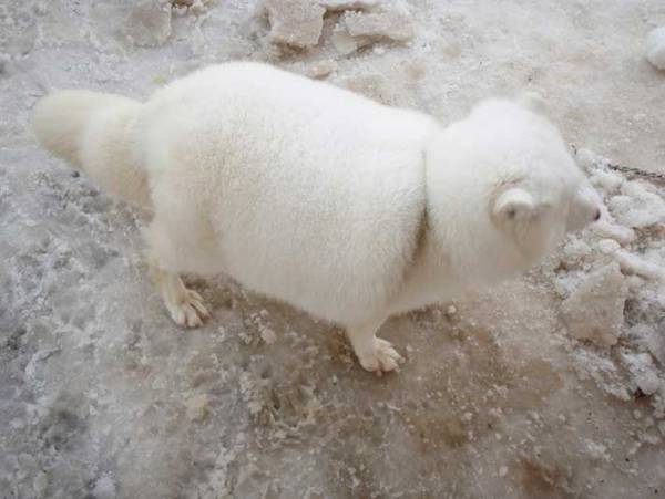 「マシュマロに脚が…」　１３万人の度肝を抜いた、４枚がコチラ