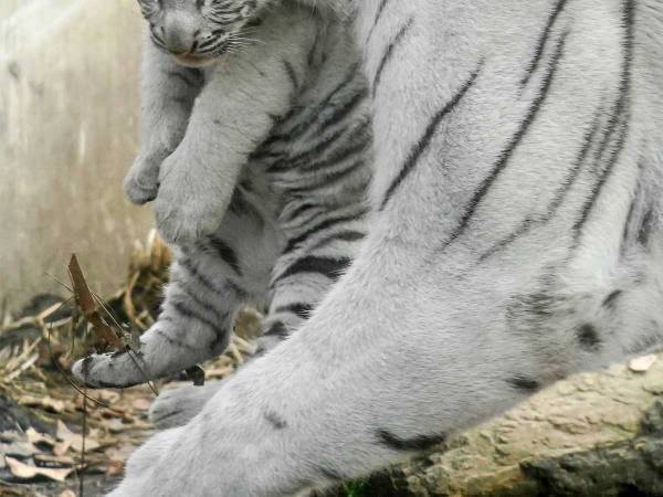 しおしおな表情の赤ちゃんタイガーが…？　２週間後の姿に「笑った」「ビビる」