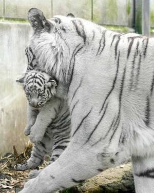 しおしおな表情の赤ちゃんタイガーが…？　２週間後の姿に「笑った」「ビビる」