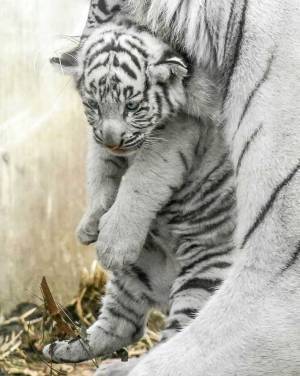 しおしおな表情の赤ちゃんタイガーが…？　２週間後の姿に「笑った」「ビビる」