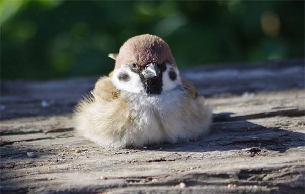陽だまりでとろけちゃったスズメ　撮影された１枚が話題