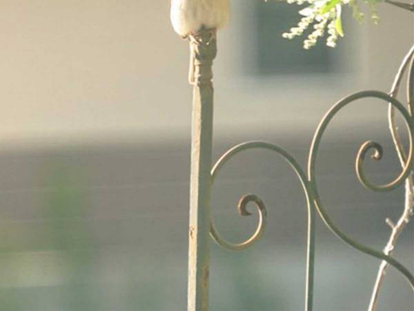 「フェンスがかわいすぎる」　その光景に、５万人が悶絶