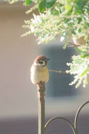 「フェンスがかわいすぎる」　その光景に、５万人が悶絶