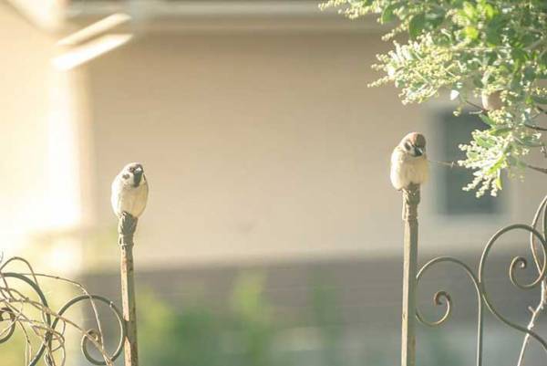 「フェンスがかわいすぎる」　その光景に、５万人が悶絶