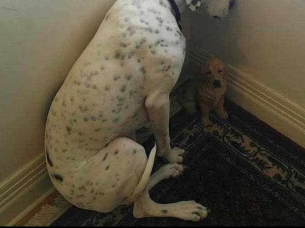 これは怒れない　パソコンの充電器を噛んだ犬　飼い主にバレると…？