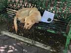 鎖でベンチにつながれていた子犬　そばに置かれた手紙の内容に涙があふれる