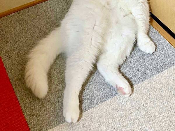 美しい白猫のはずが…　激写された３枚に「吹いた」「どうしてこうなった」