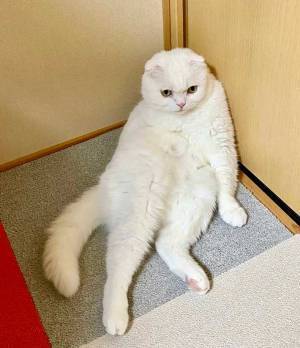 美しい白猫のはずが…　激写された３枚に「吹いた」「どうしてこうなった」