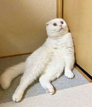 美しい白猫のはずが…　激写された３枚に「吹いた」「どうしてこうなった」