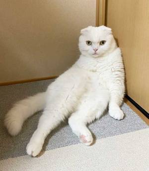 美しい白猫のはずが…　激写された３枚に「吹いた」「どうしてこうなった」