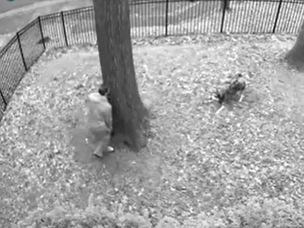 愛犬を家に入れたい飼い主　すると入りたくないハスキーが？　「大笑いした」