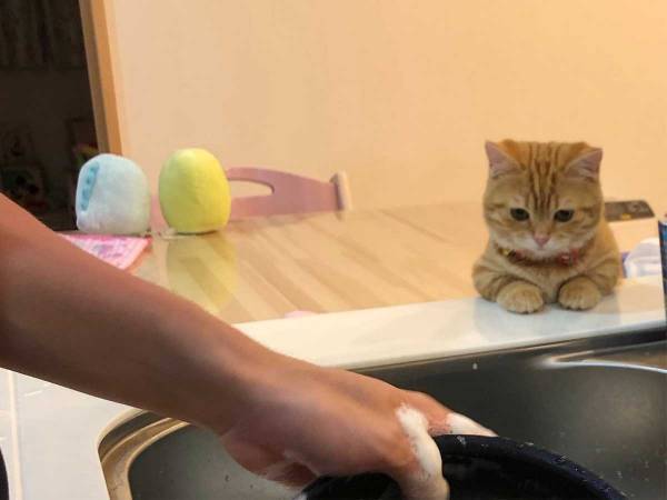 洗い物をしていたら…？　子猫が見せた『半年間』の歴史を、ご覧ください