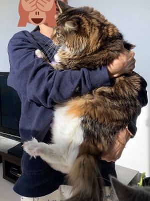 子猫の成長ぶりが斜め上だと話題に！　それを物語る『２枚の写真』が…コチラ