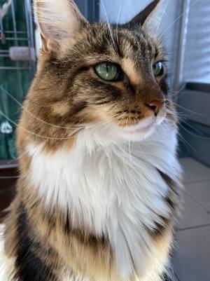 子猫の成長ぶりが斜め上だと話題に！　それを物語る『２枚の写真』が…コチラ