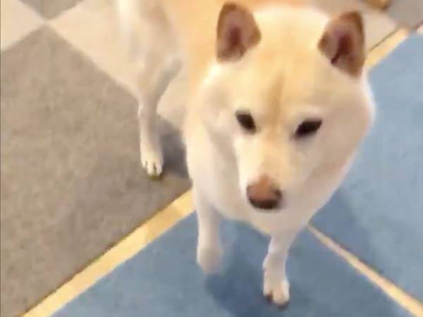 「おかえり…」　力なくしっぽを振る柴犬　その理由に、クスッ！