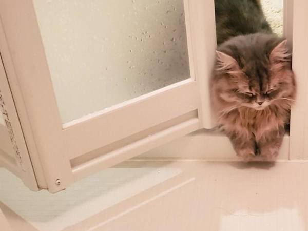 １６万人がとりこに…　飼い主を見守っていた猫、その後？